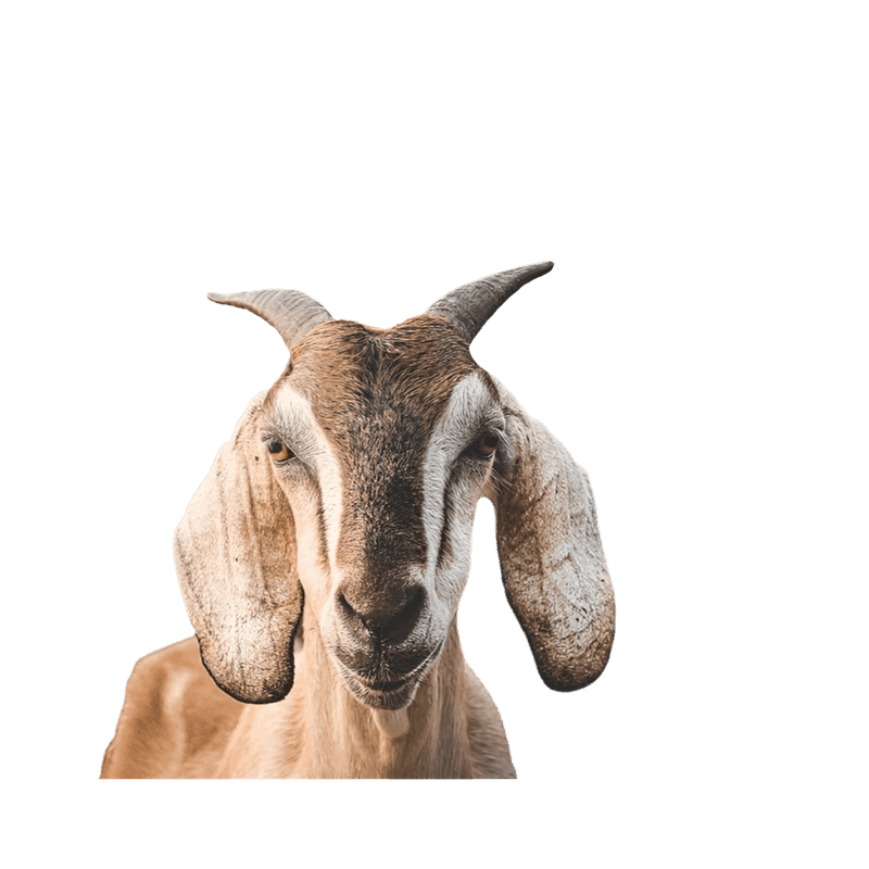 Foto bagian kepala kambing berwarna cokelat dengan telinga panjang terkulai dan tanduk pendek di latar belakang putih