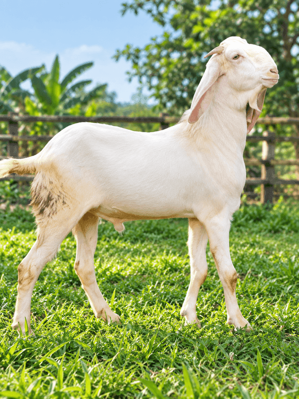 Seekor kambing berbulu putih berdiri di atas rumput hijau dengan latar belakang pohon dan pagar kayu